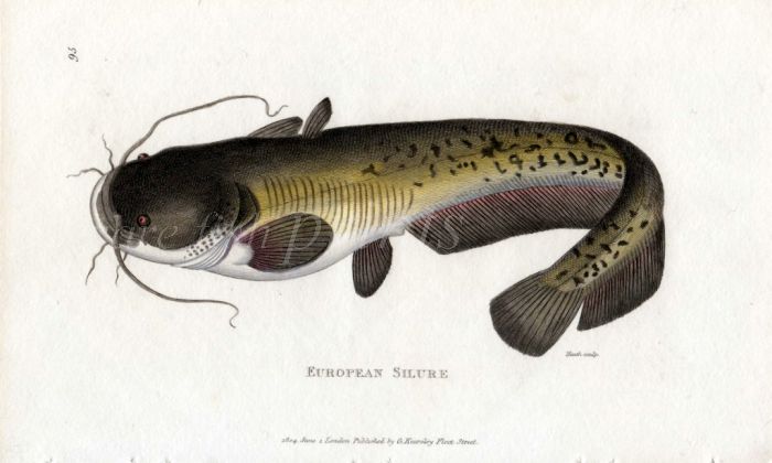 THE EUROPEAN SILURE or WELS CATFISH print