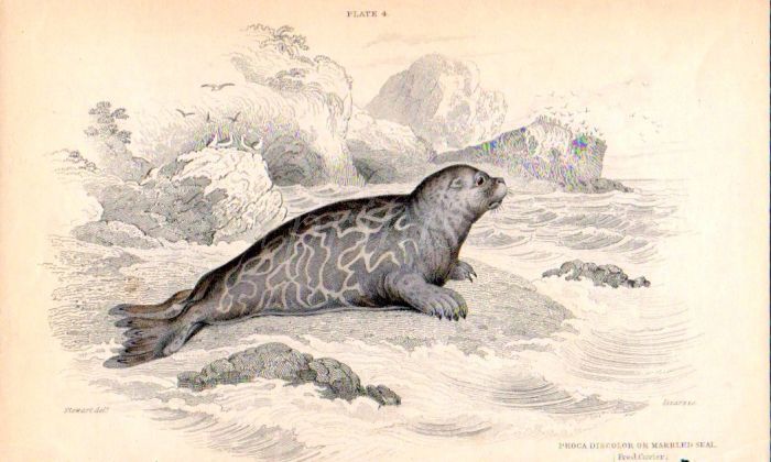 THE PHOCA DISCOLOR or MARBLED SEAL print