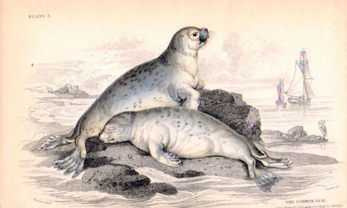 THE COMMON SEAL OF THE FRENCH COASTS ACCORDING TO CUVIER print