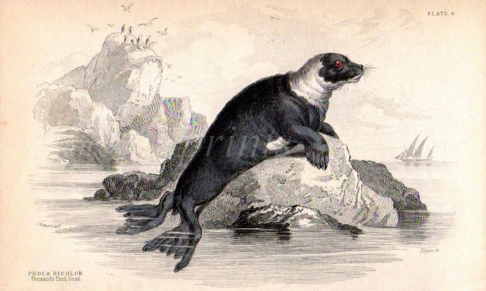 PHOCA BICOLOR or PENNANT'S PIED SEAL print