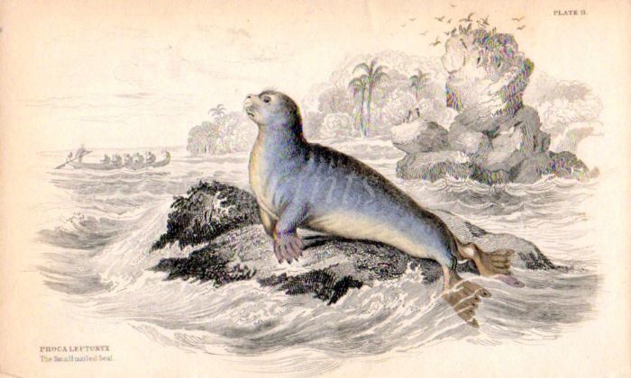 PHOCA LEPTONYX - THE SMALL NAILED SEAL print