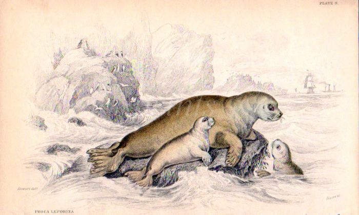 PHOCA LEPORINA  or THE HARE OF THE SEA OF THE RUSSIANS print