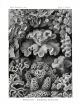 HAECKEL - HEXACORALLA -  FLOWER LIKE ANIMALS  CORALS print 1899 - 1904