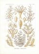 HAECKEL - SERTULARIA - HYDROZOA print 1899 -1904