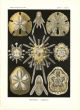 HAECKEL - ECHINIDEA - SEA URCHINS