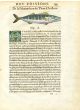 RODELET FISH PRINT - THE PELAMID  - WOODCUT 1558