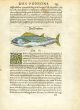 RONDELET FISH PRINT - THE BONITO  - WOODCUT 1558