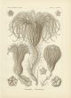 HAECKEL - CRINOIDEA - SEA LILIES - SEA FEATHERS - STARFISHES print 1899 -1904