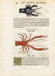 RONDELET  MARINE LIFE  - CRAYFISH & SHRIMP PRINT - WOODCUT 1558