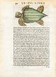 RONDELT MARINE LIFE - THE GREEN BACK TURTLE PRINT - WOODCUT 1558