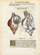 RONDELT MARINE LIFE SHELL PRINT - CORNET  - WOODCUT 1558