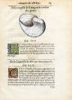 RONDELET SHELL PRINT -  LIMAÇON -  WOODCUT 1558