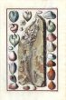 SCHEUCHZER: PHYSICA SACRA FOSSILS TAB LVII - FISH & SHELLS print 1731 - 1735