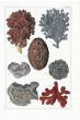 SEBA: MOSS, HORNRACK, SPONGES & CORAL print 1734 -1769