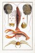 SEBA: HORSESHOE CRABS, PORCELAIN  & SPIDER CRABS, EGGS OF CRAB, SHRIMP &  LOBSTER print. 1734 - 1769