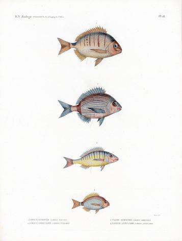 H.N. ZOOLOGIE. POISSONS: Pl. 18 Sargrus/Pagrus - SEA BREAM print 1821 - 1830