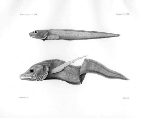 LYCODOPSIS & BOTHROCAROPSIS- Garman deep sea fish print