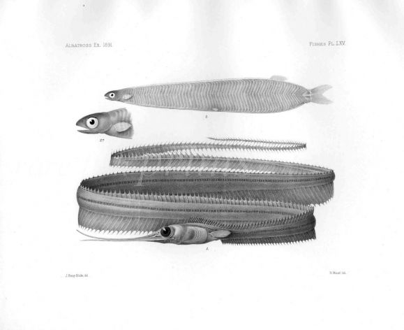 NEMICHTHYS FRONTO & ATOPICHTHYS - Garman deep sea fish print
