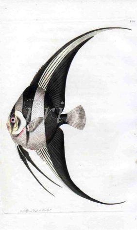 NODDER & SHAW: THE TEIRA BATFISH - Angelfish print