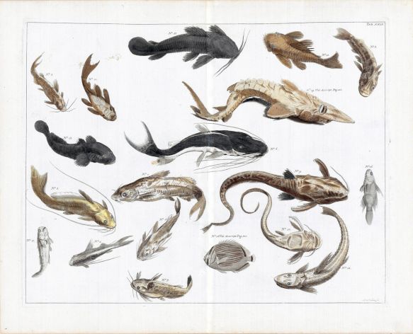 SEBA - SOUTH AMERICAN CATFISH print - extremly rare original hand colouring 1734 - 1769