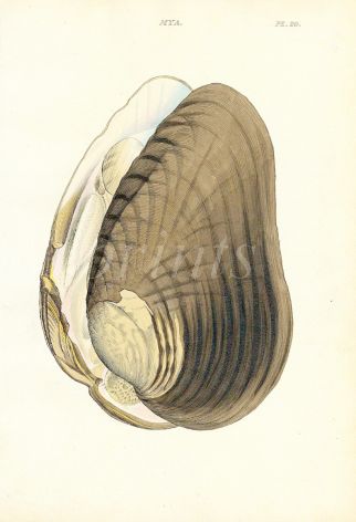 WOOD - CONCHOLOGY: MYA - THE THICK GAPER shell print 1835