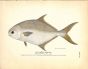 THE COMMON POMPANO print