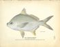 THE SPANISH POMPANO print