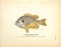 THE PUMPKINSEED FISH OR SUNFISH print