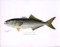 THE BLUEFISH print (Pomatomus saltatrix)