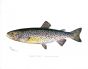 THE TAHOE TROUT print (Salmo Henshawi)