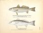 THE SOUTHERN SEA TROUT & COMMON SQUETEAGUE print