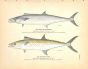 THE CERO OR KINGFISH & SPOTTED CERO print