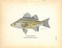 THE YELLOW BASS print