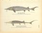 THE COMMON & SHOVEL-NOSED STURGEON print