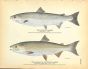 THE ATLANTIC SALMON & THE QUINNAT OR CALIFORNIA SALMON print
