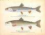 THE OQUASSA TROUT & THE MALMA OR DOLLY VARDEN print
