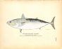 THE HORSE MACKEREL OR TUNNY print