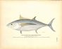 THE ALALONGA OR LONG-FINNED TUNNY print