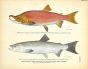 THE KRASNAYA RYBA, REDFISH OF IDAHO OR BLUE BACK SALMON print