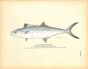 THE SPANISH MACKEREL print