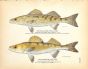 THE WALLEYED PIKE & SAUGER OR LAND PIKE print