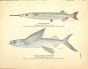 THE HALF BEAK & CALIFORNIA FLYINGFISH print