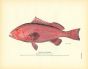 THE RED GROUPER (morio) print