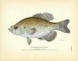 THE CRAPPIE fish print