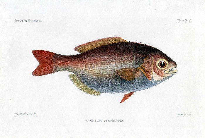 THE BARRELFISH - PAMMELAS PERCIFORMIS  fish print