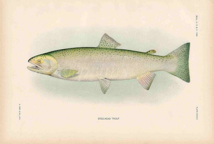 STEELHEAD TROUT print