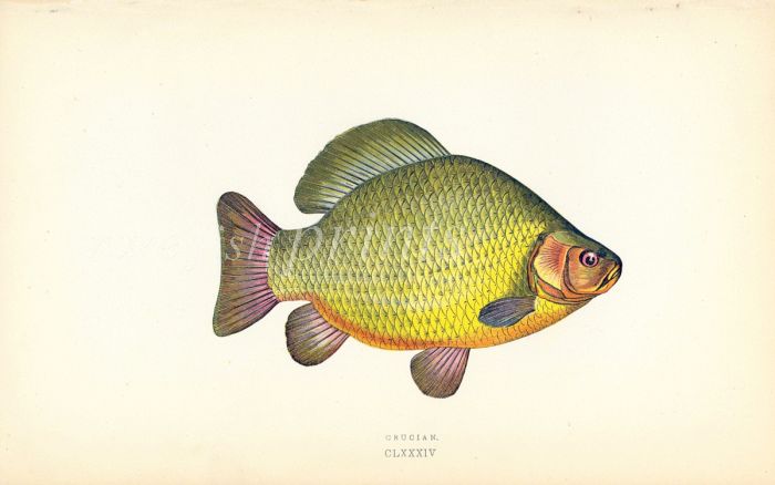 THE CRUCIAN CARP fish print