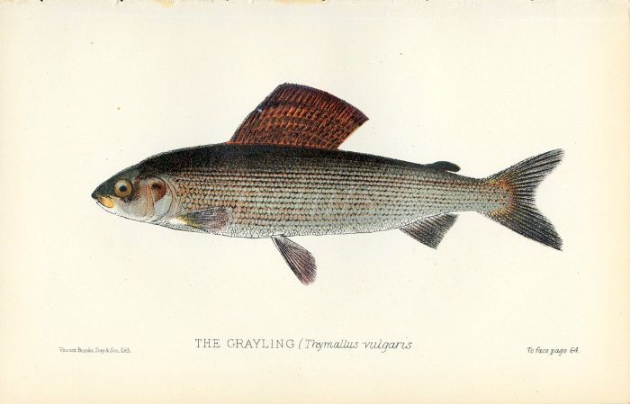 THE GRAYLING print (Thymallus vulgaris)