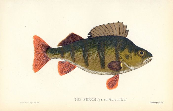 THE PERCH print (perca fluviatilis)
