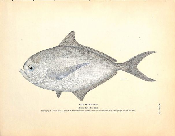 THE POMFRET print